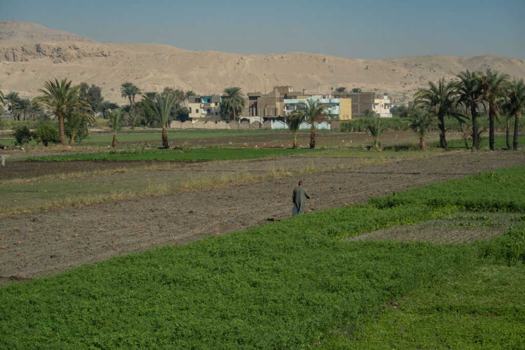 campos de cultivo egipto