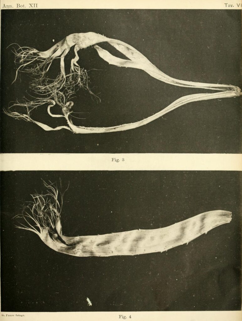 1914 Annali di botanica Roma