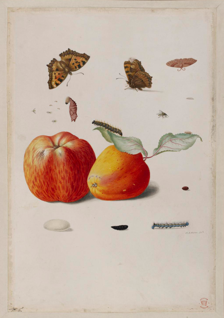 Acuarela-XVII-Maria-Sybilla-Merian