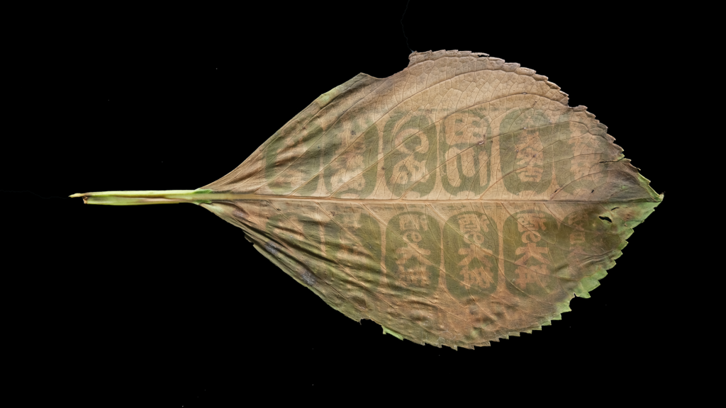 Impresión por clorofila sobre una hoja de hortensia