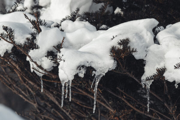 Japón nevado