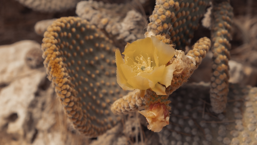 fotografía desierto Alba Cid