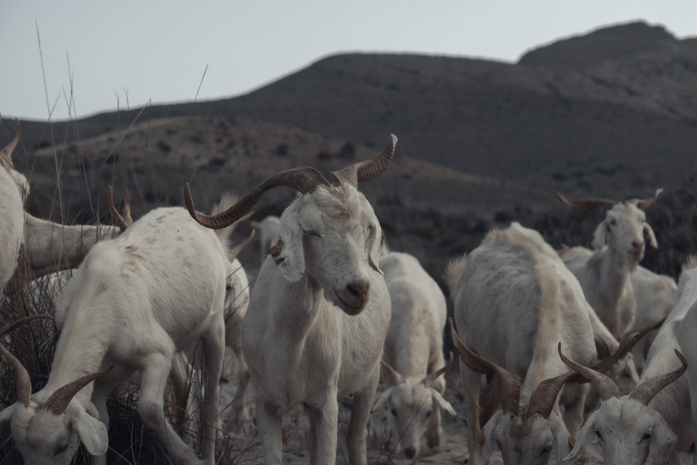 fotografía desierto Alba Cid