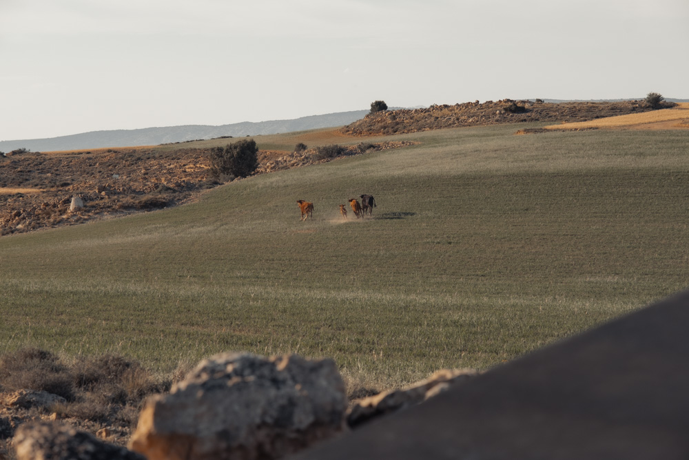 fotografía desierto Alba Cid